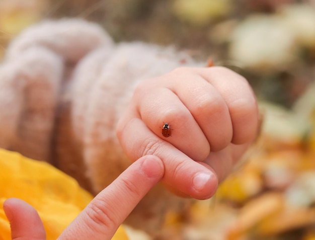 写真 黄色の落ち葉の背景に子供の手でてんとう虫のクローズ アップ