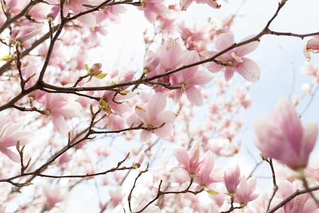 背景をぼかした写真と暖かい日差しのモクレンの木の花のクローズアップ
