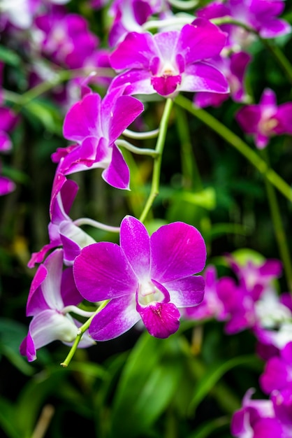 写真 蘭の花と緑の葉の庭の背景のクローズアップ。