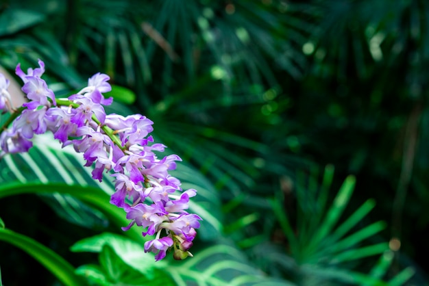 写真 蘭の花と緑の葉の庭の背景のクローズアップ。