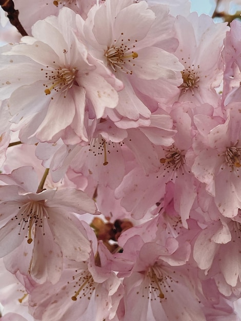 Фото Клоуз-ап розовых цветов элегантный весенний цветочный фон
