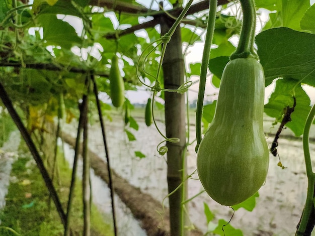 사진 플랜테이션 에 있는 호박 의 클로즈업