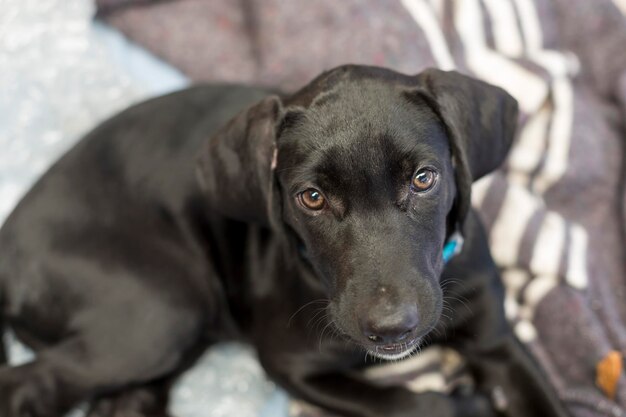 写真 子犬のクローズアップ