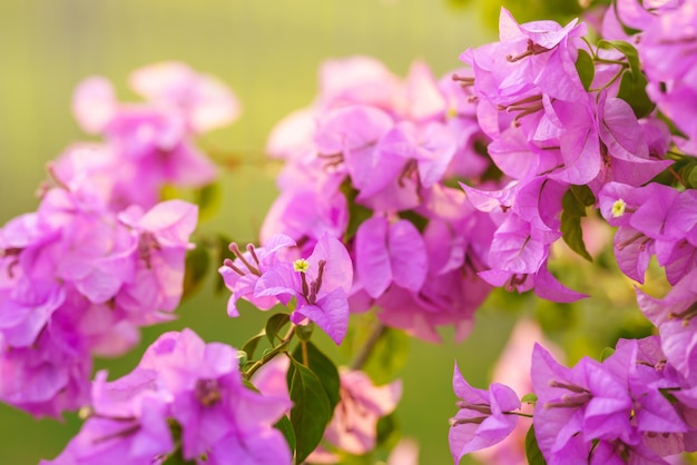 写真 背景として使用する赤ピンクのブーゲンビリアの花のクローズアップ自然植物生態学壁紙ページのコンセプト