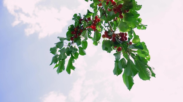 写真 空を背景に木にぶら下がっている熟したサクランボのクローズアップ そよ風に枝が揺れる 接写マクロの撮影 赤い果実の収穫 農業 木の上の新鮮なおいしいサクランボ 有機食品