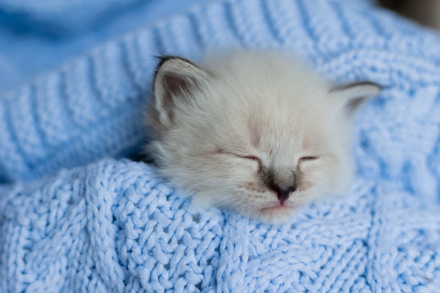 Фото Крупный план морды спящего британского короткошерстного котенка серебристого окраса, похороненного в синем вязаном одеяле