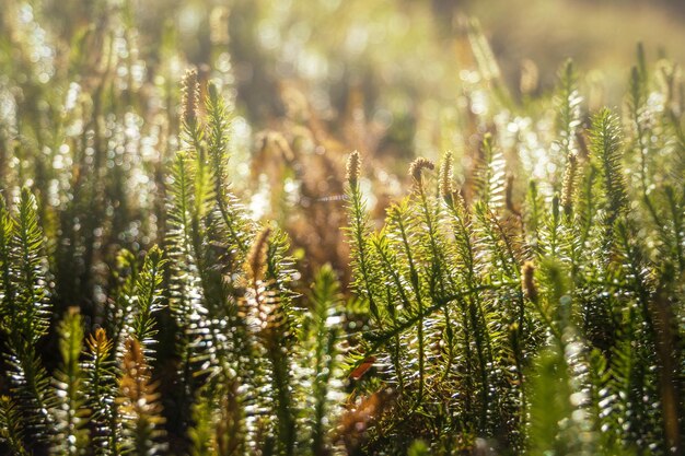 写真 太陽の光下にある畑の棘のあるクラブモスlycopodium annotinumのクローズアップ