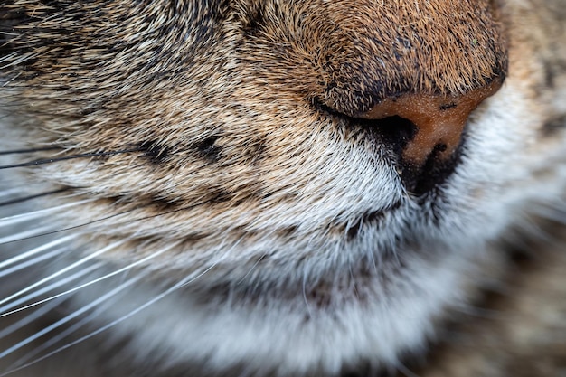 写真 猫の鼻とひげのクローズアップ猫のクローズアップ