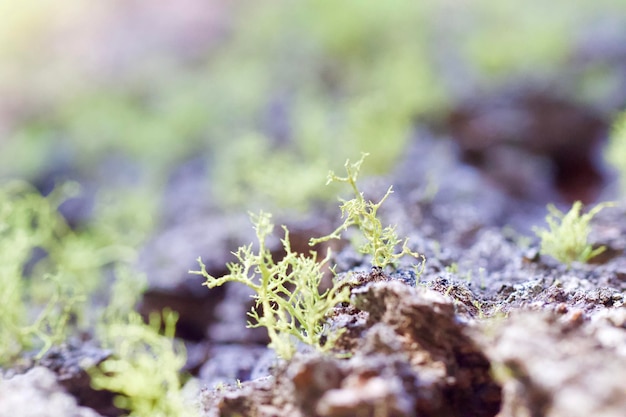 写真 新鮮な植物のクローズ アップ