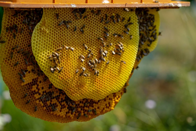 写真 その上にミツバチがいるハニカムのクローズアップ