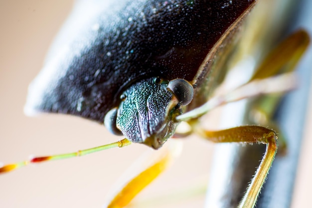 Фото Близкий взгляд на вонючего жука