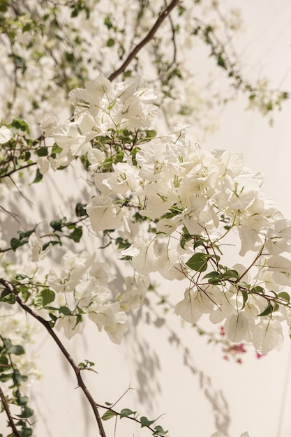 사진 햇빛 그림자가 있는 베이지색 벽에 아름다운 흰색 꽃과 녹색 잎이 있는 열대 식물의 근접 촬영 여름 여행 휴가 꽃 배경