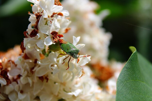 写真 花の中で交尾する2つの虫のクローズアップ