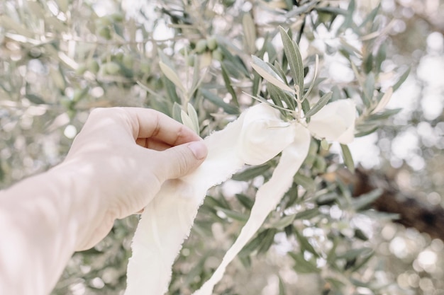 Крупный план женской руки и шелковой ленты на оливковом дереве серебряные и зеленые листья и ветви в оливковой роще избирательный фокус размыт фон средиземноморская концепция свадебной вечеринки в стиле бохо