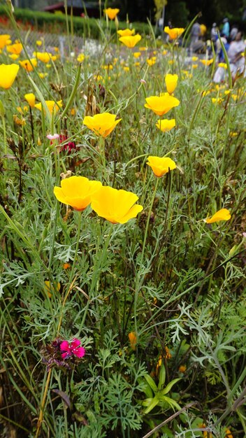 写真 カリフォルニア・ポピー (escherichia californica) の黄色い花のクローズアップ