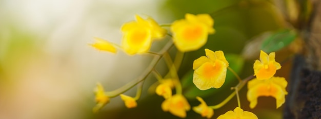 写真 背景として自然植物景観生態学カバーページの概念を使用してコピースペースで日光の下で黄色の蘭の花と緑の葉のクローズアップ