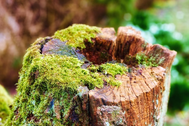 Closeup of an old mossy oak trunk in a secluded forest Chopped down tree stump signifying deforestation and tree felling Macro details of wood and bark in the wilderness for a nature background