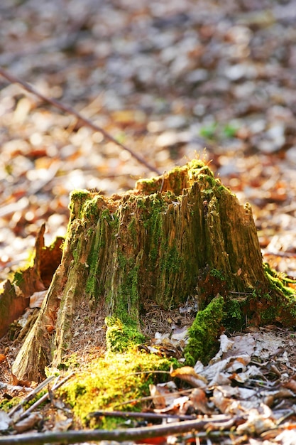 Closeup of an old mossy tree stump in the forest showing a biological lifecycle Chopped down tree signifying deforestation and tree felling Macro details of wood and bark in the wilderness