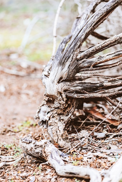 Closeup of old rotten tree root .