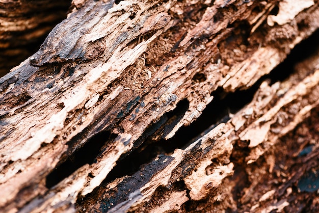 Photo closeup of old rotten wood.