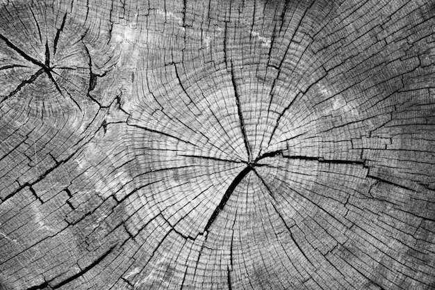 Крупным планом старый участок ствола дерева Структура древесины Концентрические кольца Черно-белое изображение
