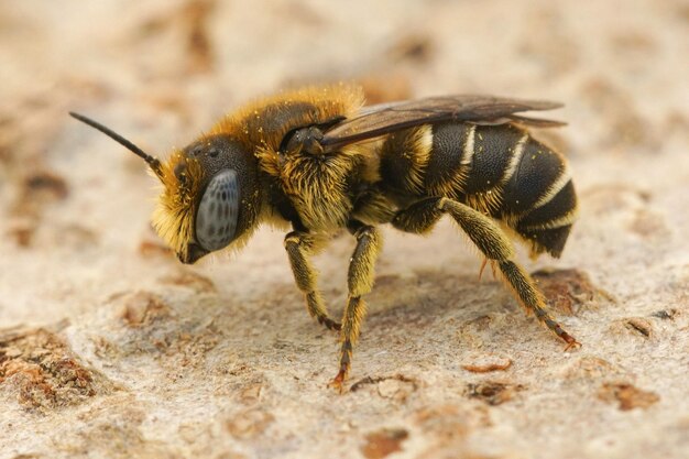 写真 フランス・ガーデンのオスミア・スピヌロサ (osmia spinulosa)