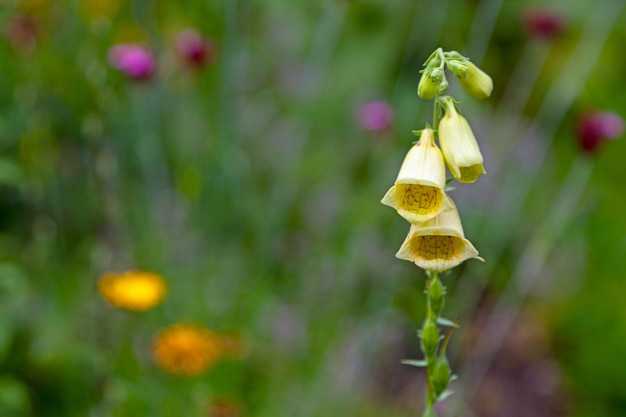 Фото Близкий снимок foxglove digitalis purpurea с копировальным пространством