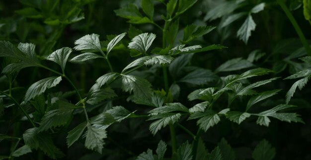 写真 野菜園のオエナンテ・ジャヴァニカの葉のクローズアップ