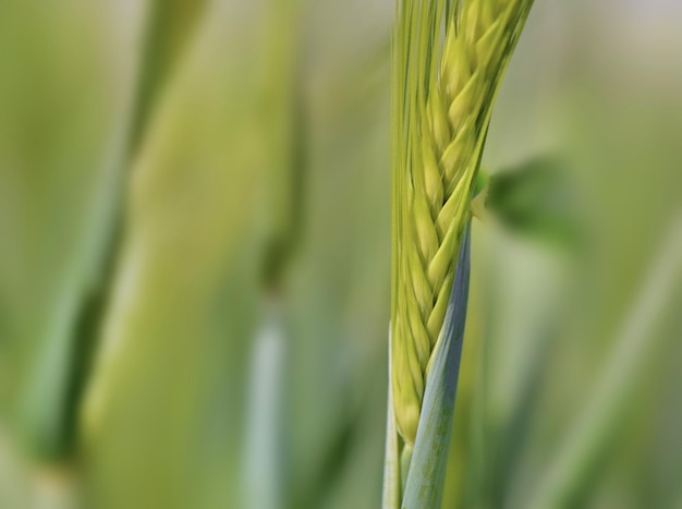 写真 マクロで撮影する野原で育つ大麦のライ麦の種子のクローズアップ