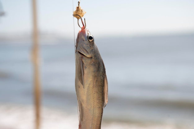 写真 ビーチ釣りに夢中になっている小さな魚のクローズアップぼやけた背景