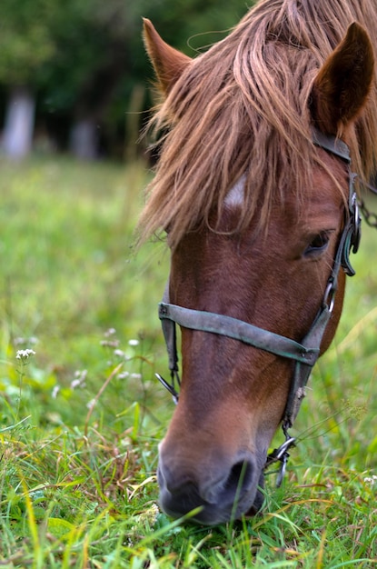 クローズアップ秋の牧草地で放牧している1頭の幸せな馬