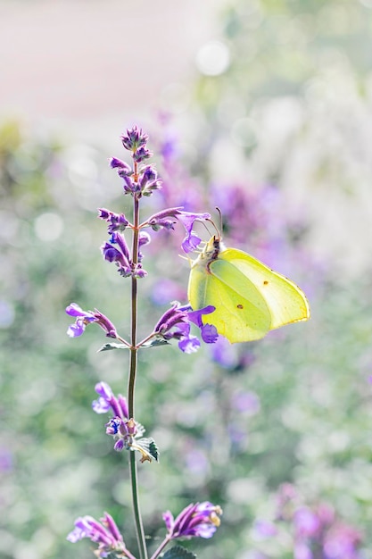 Крупный план одной лимонно-желтой бабочки на фиолетовом цветущем цветке на размытом фоне