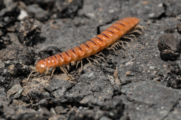 Closeup of one Red Brown Centipede