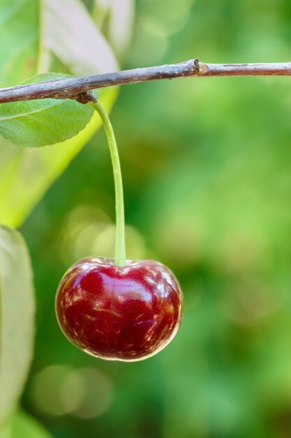 Foto primo piano una ciliegia matura sull'albero