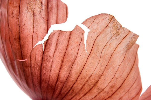 closeup of an onion skin o a white background