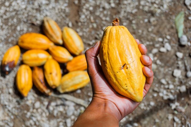 Foto close-up di una mano aperta che tiene il cacao appena raccolto