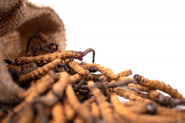 Photo closeup of ophiocordyceps sinensis or mushroom cordyceps in brown sack bag on isolated