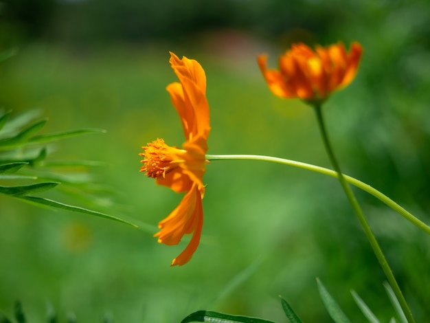 Cosmo di fioritura arancione del primo piano che cresce nel giardino verde