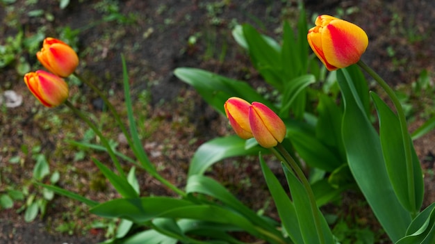 Closeup of orange blooming tulips in the garden