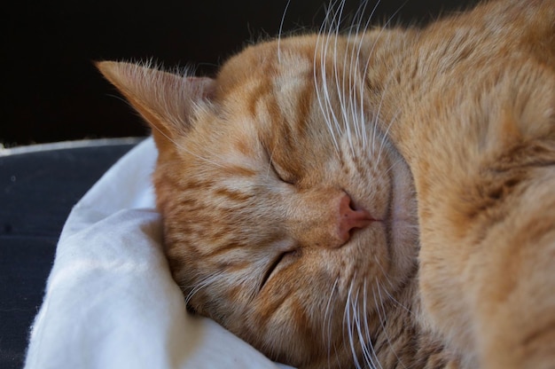 Photo closeup of orange cat sleeping on the bed