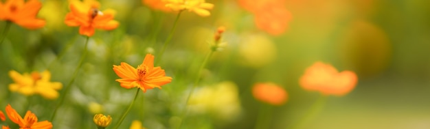 背景として自然植物の風景を使用してコピースペースと日光の下でオレンジ色のコスモスの花のクローズアップ