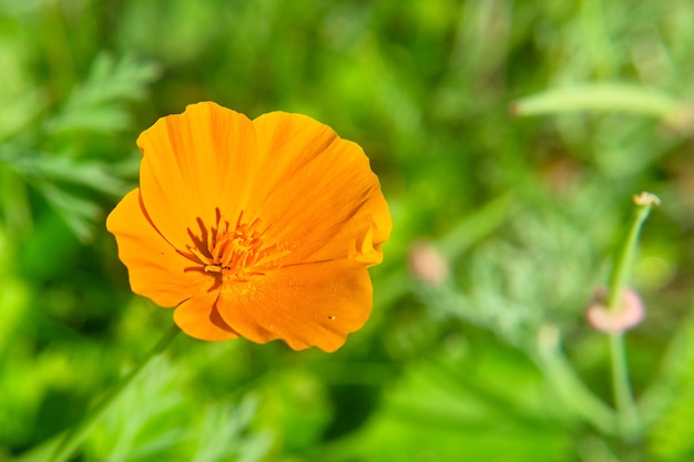 흐린 된 녹색 잔디 배경에 오렌지 eschscholzia 꽃의 근접 촬영. 봄의 개념과 자연의 깨어남.