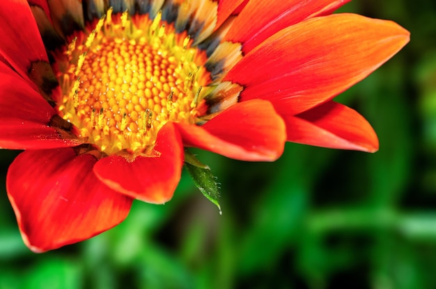 Closeup of orange flower in garden