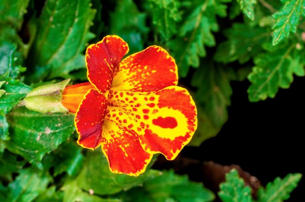 Closeup of orange flower in green