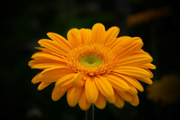 Primo piano di un fiore di gerbera arancione su sfondo scuro