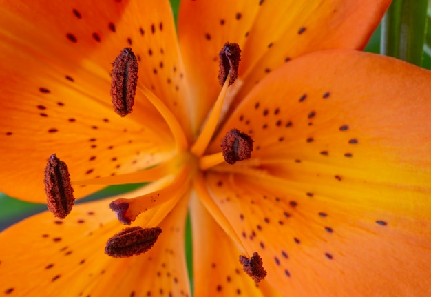 Closeup of a orange lily