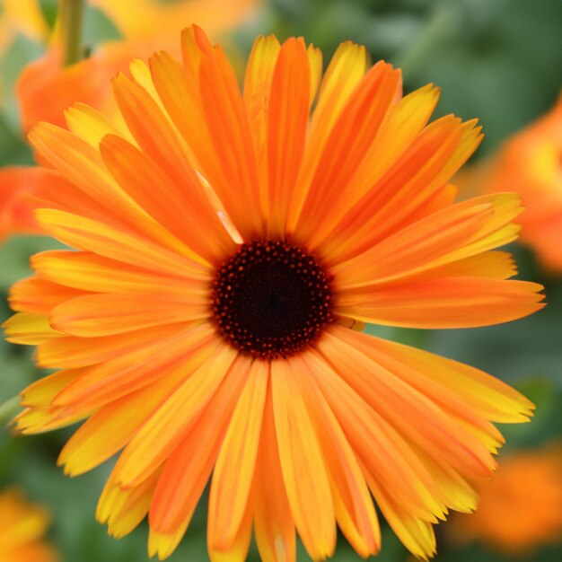 Closeup orange petals gerbera daisy transvaal spring flower blooming