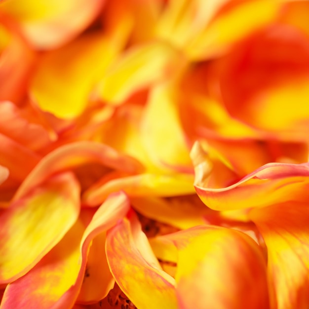 Closeup orange petals gerbera daisy transvaal spring flower blooming