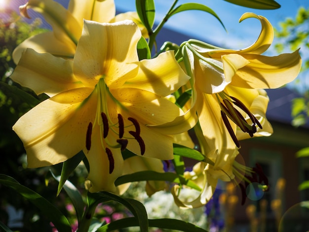 庭のベッドでクローズ アップ オレンジ赤黄色のユリの花マクロ ショット雌しべとおしべとつぼみ