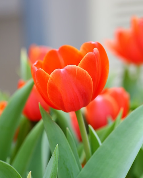 Closeup orange tulips in Garden